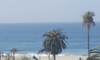 Ocean scene with palm trees